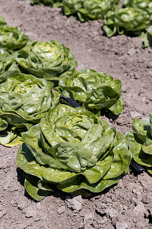 Lettuce_SV1235LB_CA_0263