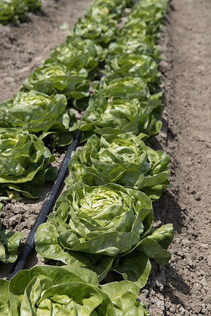 Lettuce_SV1235LB_CA_0285