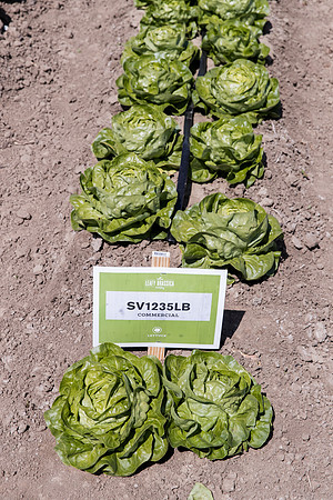 Lettuce_SV1235LB_CA_0246