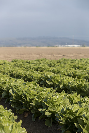 Lettuce_SV7772LG_CA_0030