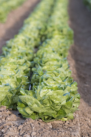 Lettuce_SV1235LB_CA_0181