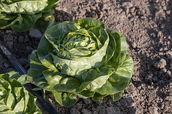 Lettuce_SV1235LB_CA_0208