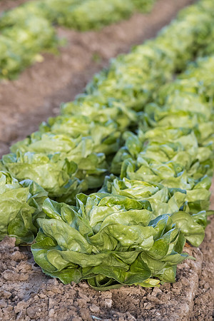 Lettuce_SV1235LB_CA_0169