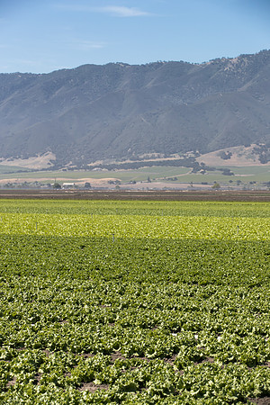 Lettuce_SV1235LB_CA_0154