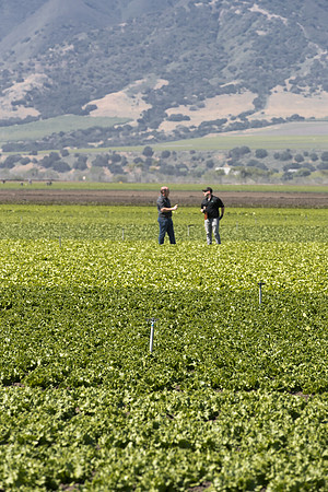Lettuce_SV1235LB_CA_0135