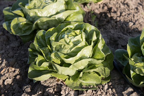 Lettuce_SV1235LB_CA_0218
