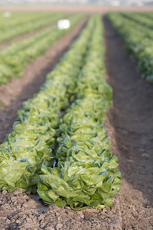 Lettuce_SV1235LB_CA_0183