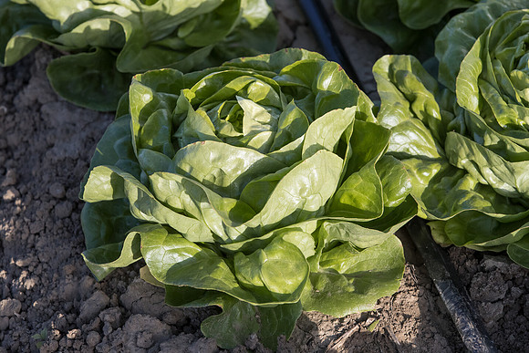 Lettuce_SV1235LB_CA_0203