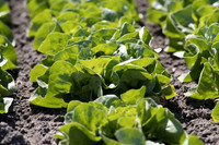 Lettuce_SV1235LB_CA_0018