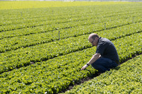 Lettuce_SV1235LB_CA_0036