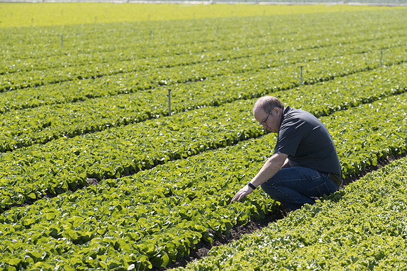 Lettuce_SV1235LB_CA_0036