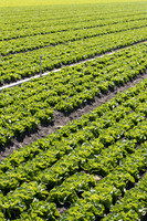 Lettuce_SV1235LB_CA_0024