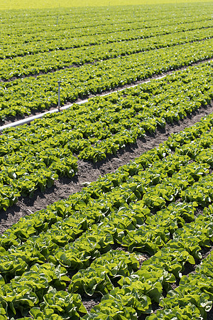 Lettuce_SV1235LB_CA_0024