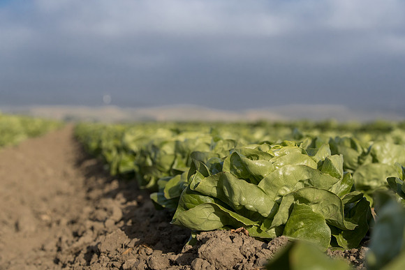 Lettuce_SV1235LB_CA_0231
