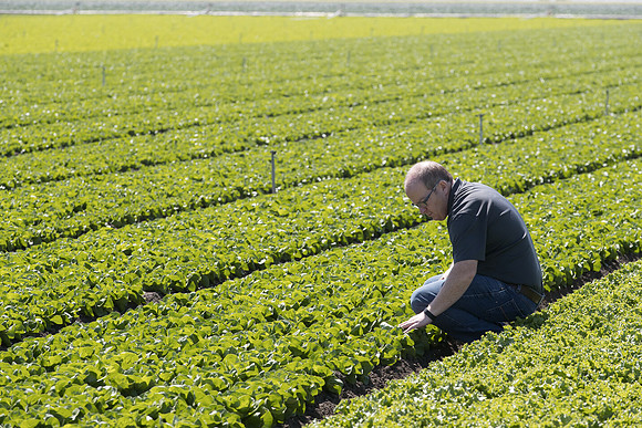 Lettuce_SV1235LB_CA_0037