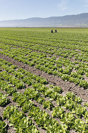 Lettuce_SV1235LB_CA_0072
