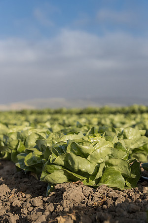 Lettuce_SV1235LB_CA_0233