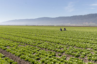 Lettuce_SV1235LB_CA_0079