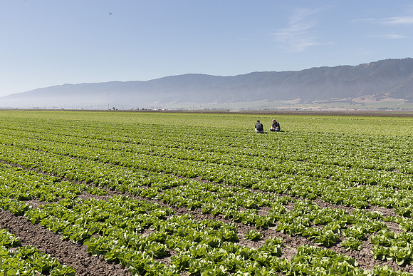 Lettuce_SV1235LB_CA_0079