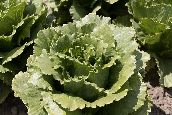 Lettuce_SV7772LG_CA_0057