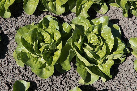 Lettuce_SV1235LB_CA_0096