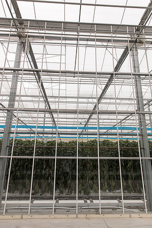 DeRuiter_Leamington_Customer_0741