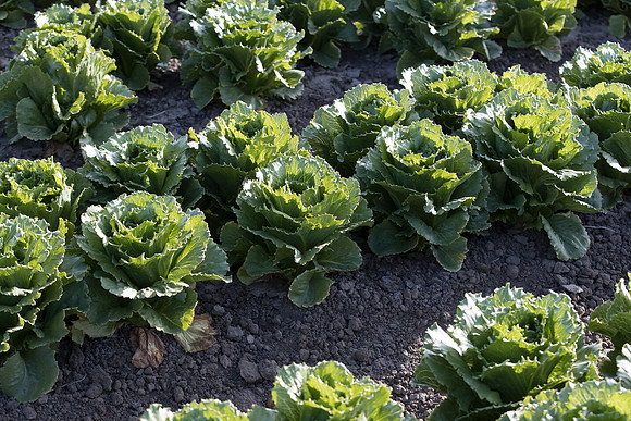 Lettuce_SV7772LG_CA_0005
