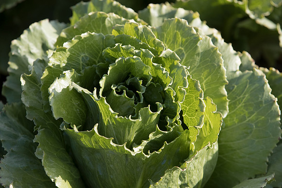 Lettuce_SV7772LG_CA_0037