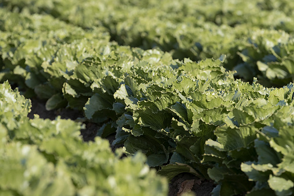 Lettuce_SV7772LG_CA_0020