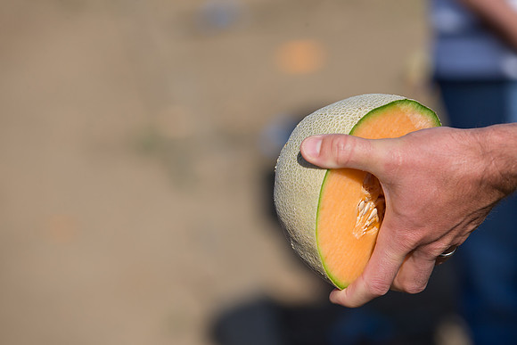 Melon_SV6239MF_CA_0037