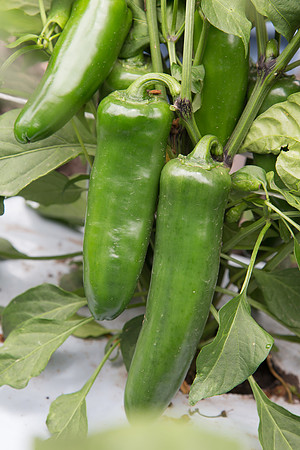 HotPepper_PS5810_MX_0011