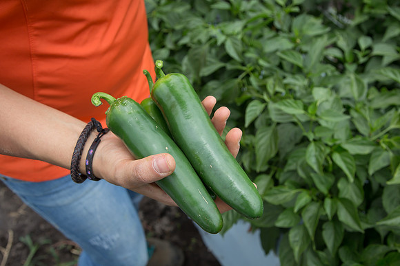 HotPepper_PS5810_MX_0020