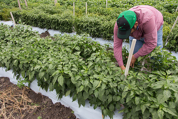 HotPepper_PS5810_MX_0002