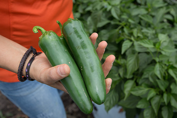 HotPepper_PS5810_MX_0016