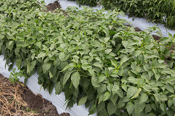 HotPepper_PS5810_MX_0005