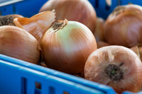 Onion_FieldDays_Woodland_CA_0007