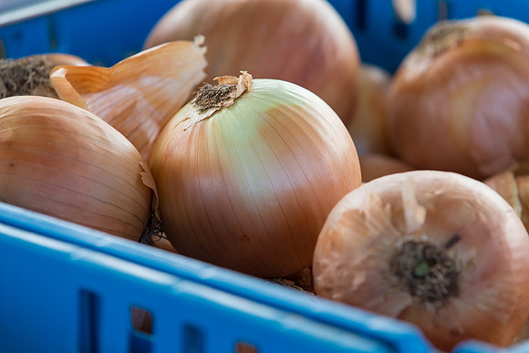 Onion_FieldDays_Woodland_CA_0007