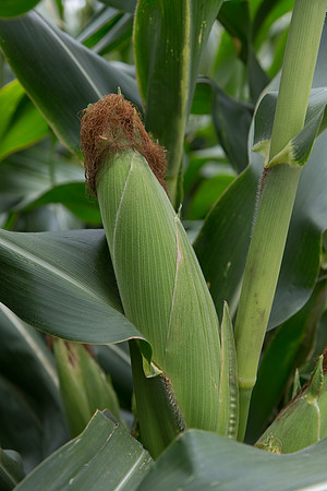 SweetCorn_SV5037SN_MX_0029