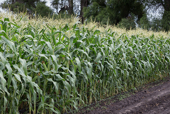 SweetCorn_SV5037SN_MX_0016