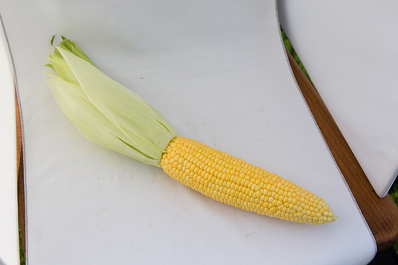 SweetCorn_SV5037SN_MX_0039