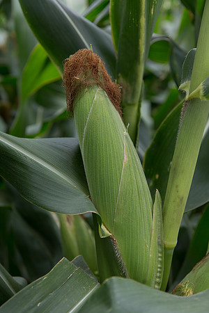 SweetCorn_SV5037SN_MX_0027