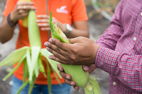 SweetCorn_SV5037SN_MX_0002
