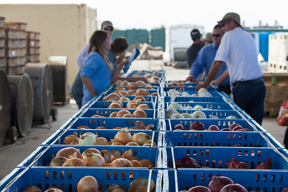 Onion_FieldDays_Woodland_CA_0001