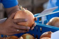 Onion_FieldDays_Woodland_CA_0070
