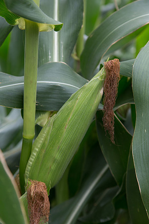 SweetCorn_SV5037SN_MX_0020