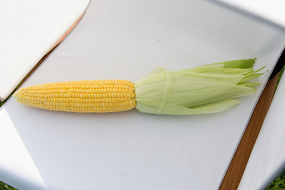 SweetCorn_SV5037SN_MX_0065