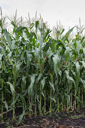 SweetCorn_SV5037SN_MX_0012
