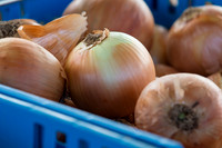 Onion_FieldDays_Woodland_CA_0006