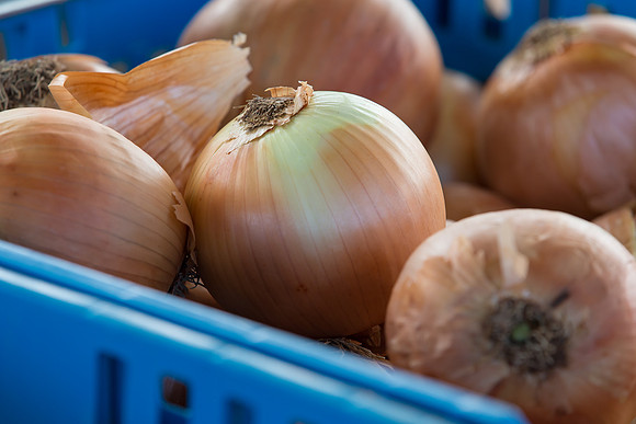 Onion_FieldDays_Woodland_CA_0006