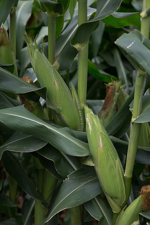 SweetCorn_SV5037SN_MX_0030